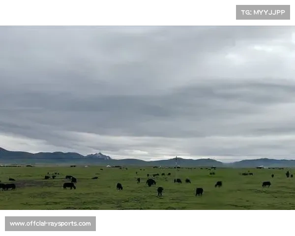 沃尔什家乡蝶舞大道正式命名 永载历史突破与文化传承之光 沃尔什家乡蝶舞大道正式命名 永载历史突破与文化传承之光